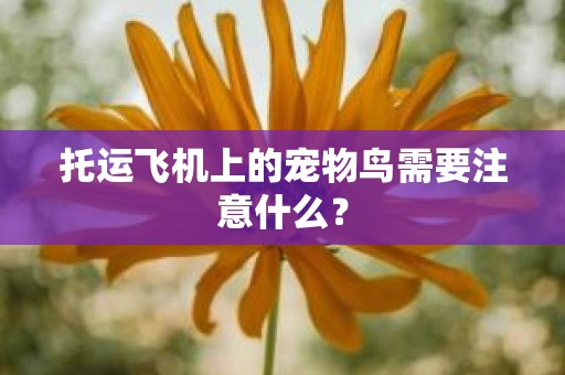 托运飞机上的宠物鸟需要注意什么？