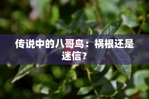 传说中的八哥鸟：祸根还是迷信？