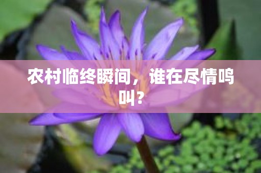 农村临终瞬间，谁在尽情鸣叫？