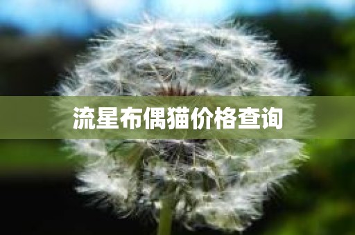 流星布偶猫价格查询