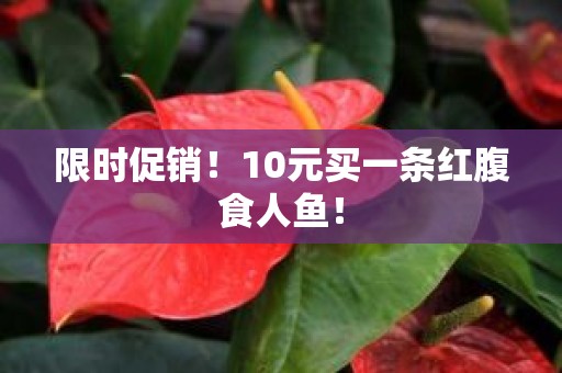 限时促销！10元买一条红腹食人鱼！