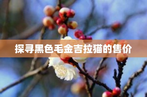 探寻黑色毛金吉拉猫的售价