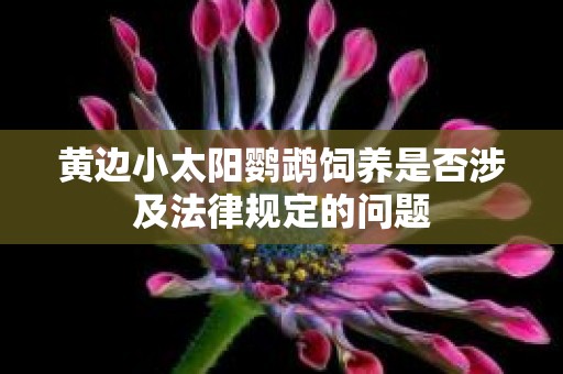 黄边小太阳鹦鹉饲养是否涉及法律规定的问题