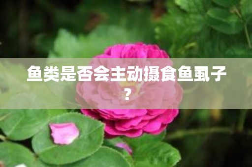 鱼类是否会主动摄食鱼虱子？