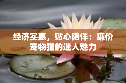 经济实惠，贴心陪伴：廉价宠物猫的迷人魅力