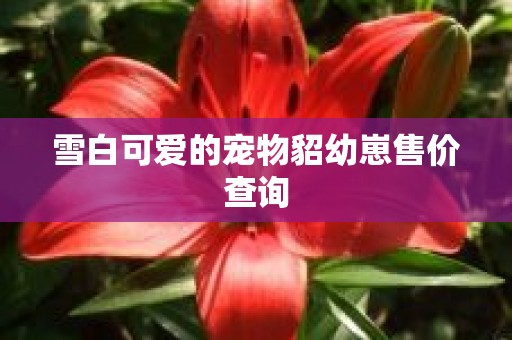 雪白可爱的宠物貂幼崽售价查询