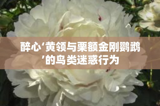 醉心‘黄领与栗额金刚鹦鹉’的鸟类迷惑行为