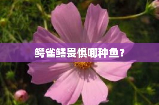 鳄雀鳝畏惧哪种鱼？