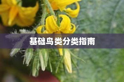 基础鸟类分类指南