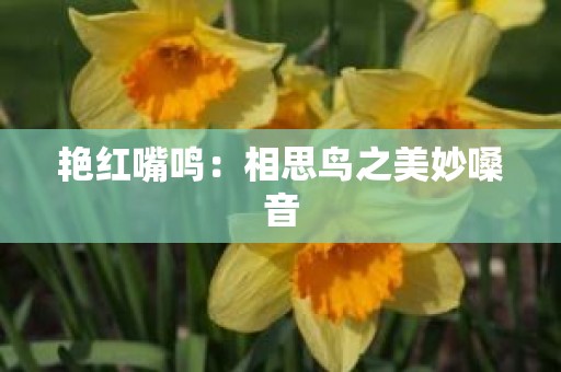 艳红嘴鸣：相思鸟之美妙嗓音