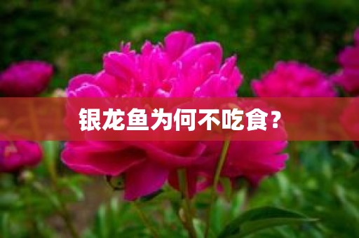 银龙鱼为何不吃食？