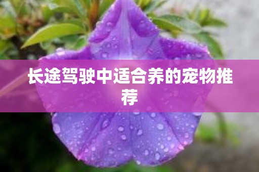 长途驾驶中适合养的宠物推荐