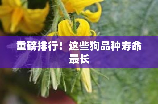 重磅排行！这些狗品种寿命最长