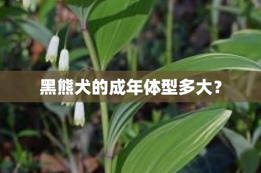 黑熊犬的成年体型多大？