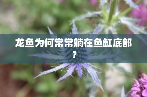 龙鱼为何常常躺在鱼缸底部？