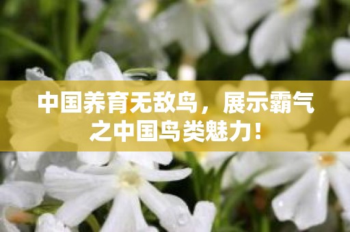 中国养育无敌鸟，展示霸气之中国鸟类魅力！