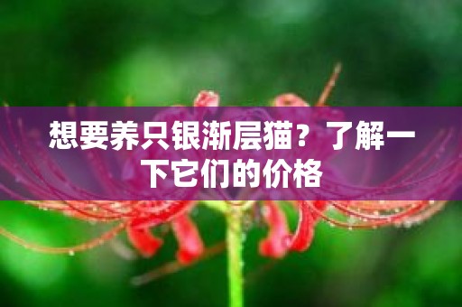想要养只银渐层猫？了解一下它们的价格