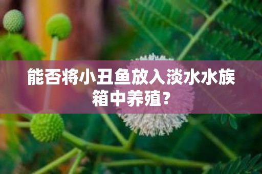 能否将小丑鱼放入淡水水族箱中养殖？