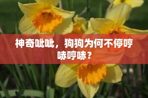 神奇呲呲，狗狗为何不停哼哧哼哧？