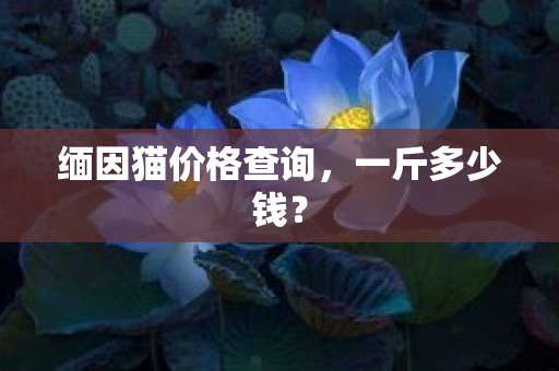 缅因猫价格查询，一斤多少钱？