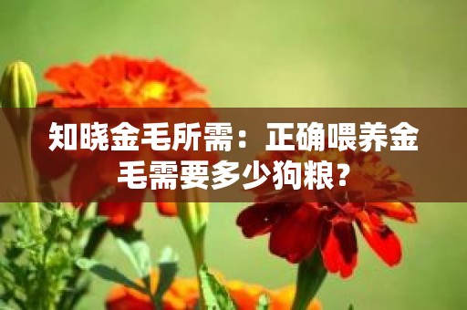 知晓金毛所需：正确喂养金毛需要多少狗粮？
