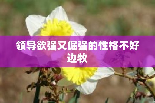 领导欲强又倔强的性格不好边牧