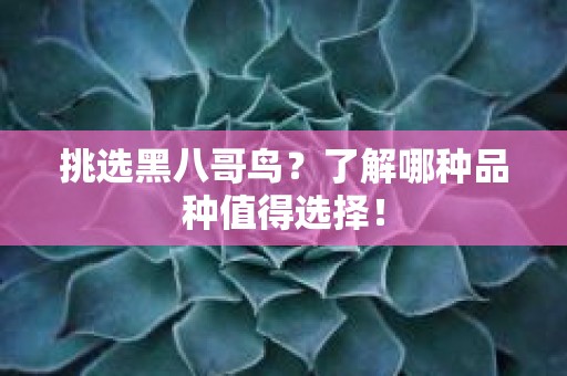 挑选黑八哥鸟？了解哪种品种值得选择！