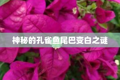 神秘的孔雀鱼尾巴变白之谜