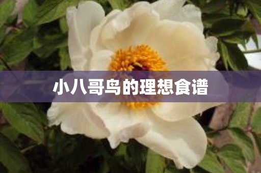 小八哥鸟的理想食谱