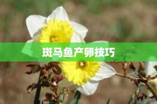 斑马鱼产卵技巧