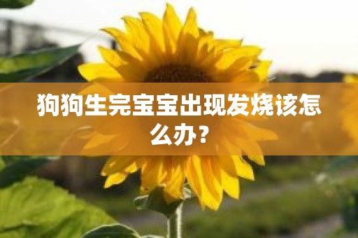 狗狗生完宝宝出现发烧该怎么办？