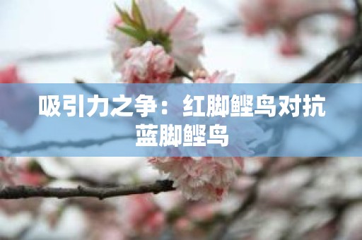 吸引力之争：红脚鲣鸟对抗蓝脚鲣鸟