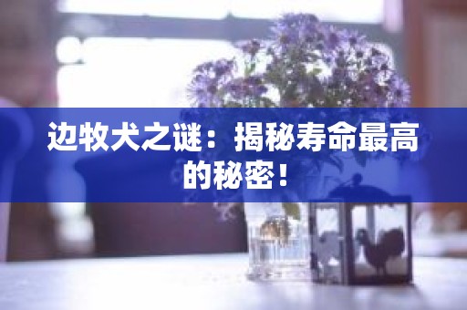 边牧犬之谜：揭秘寿命最高的秘密！