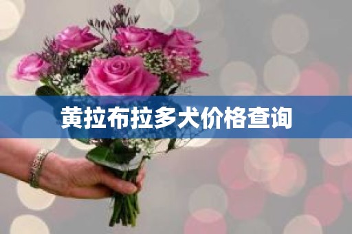 黄拉布拉多犬价格查询