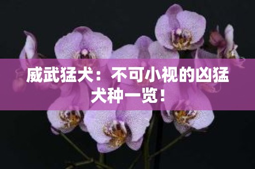 威武猛犬：不可小视的凶猛犬种一览！