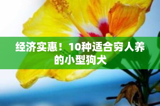 经济实惠！10种适合穷人养的小型狗犬