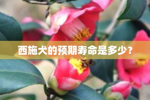 西施犬的预期寿命是多少？