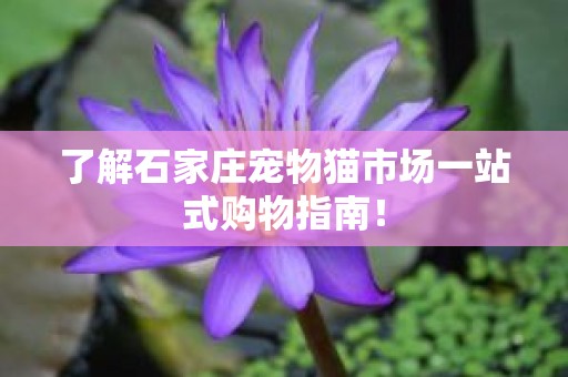 了解石家庄宠物猫市场一站式购物指南！