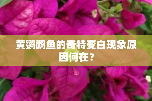 黄鹦鹉鱼的奇特变白现象原因何在？