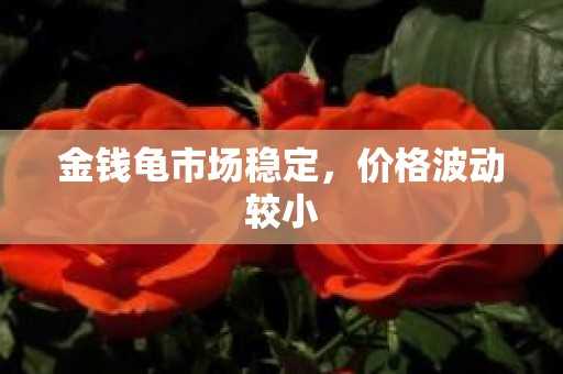 金钱龟市场稳定，价格波动较小