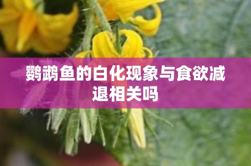 鹦鹉鱼的白化现象与食欲减退相关吗