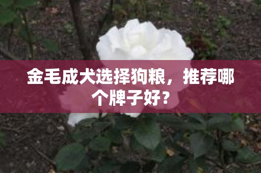 金毛成犬选择狗粮，推荐哪个牌子好？