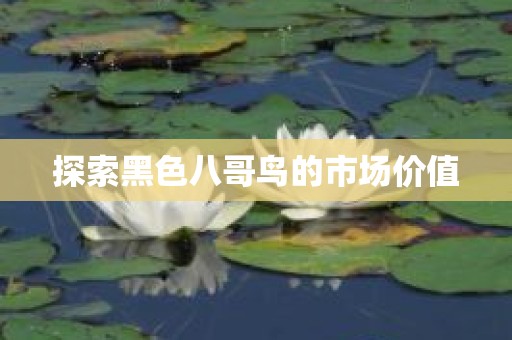 探索黑色八哥鸟的市场价值