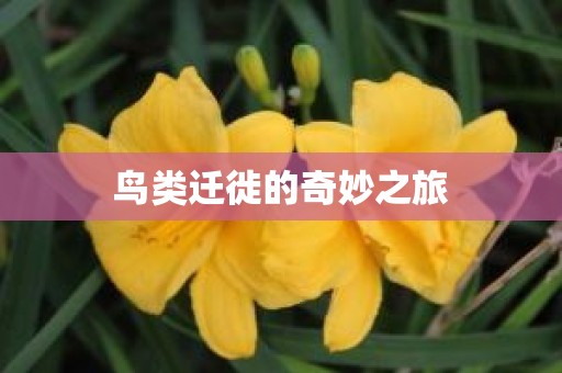 鸟类迁徙的奇妙之旅