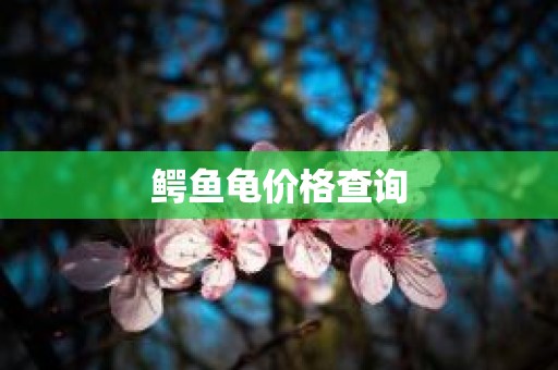 鳄鱼龟价格查询