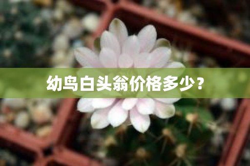 幼鸟白头翁价格多少？