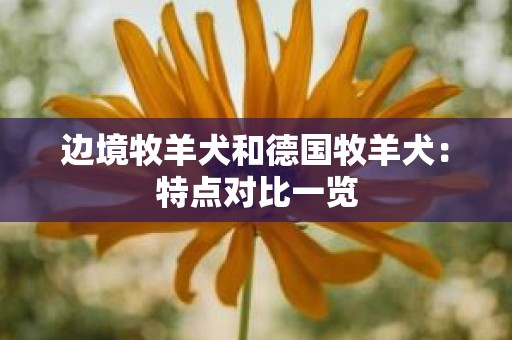 边境牧羊犬和德国牧羊犬：特点对比一览