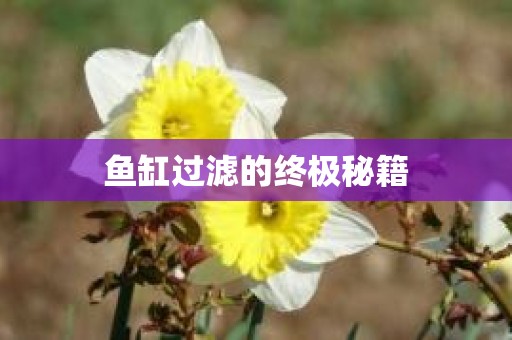 鱼缸过滤的终极秘籍