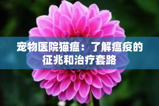 宠物医院猫瘟：了解瘟疫的征兆和治疗套路