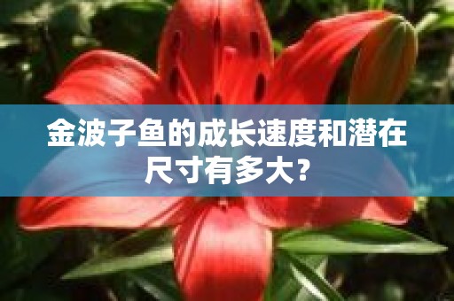 金波子鱼的成长速度和潜在尺寸有多大？